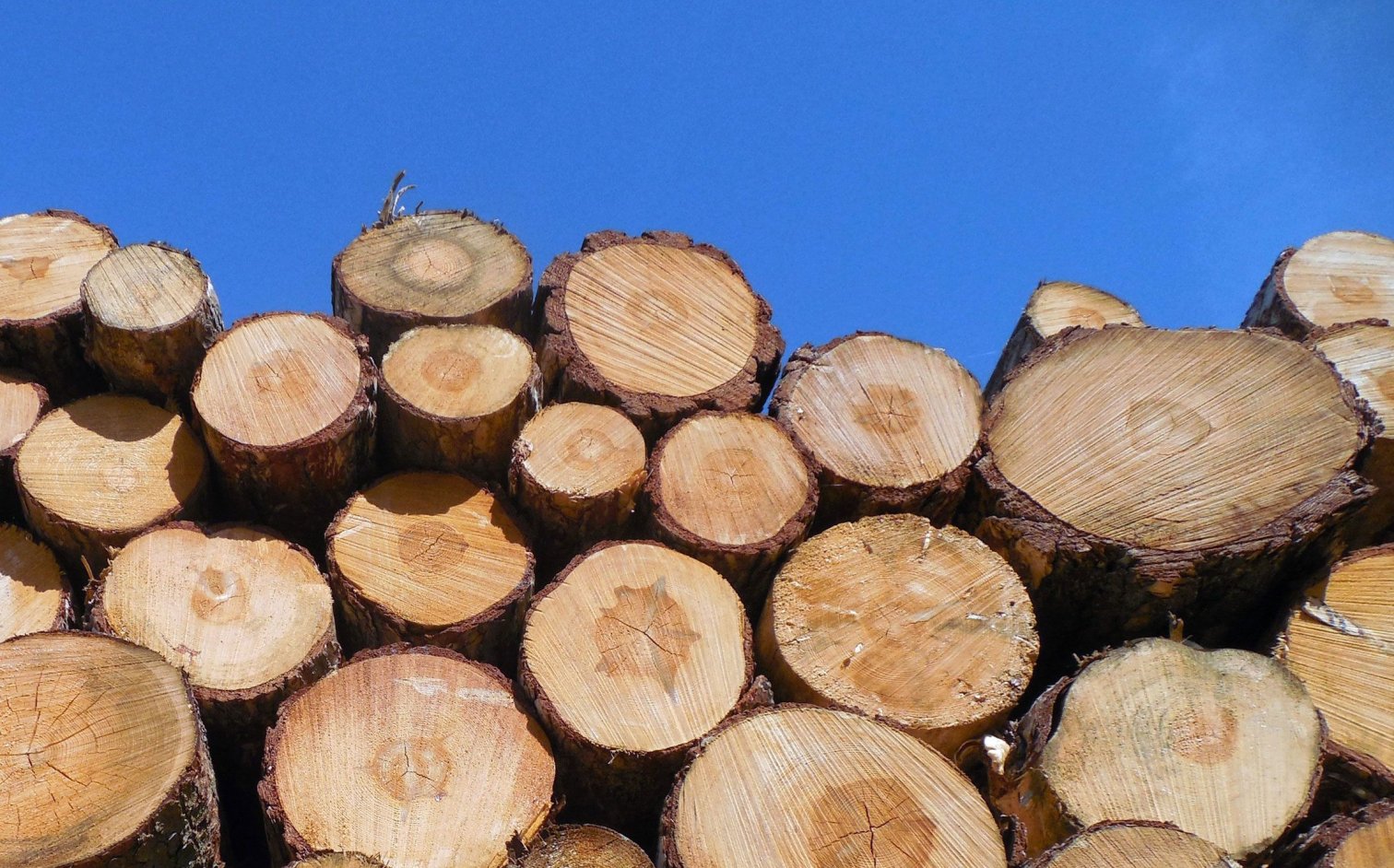 Holz 1
